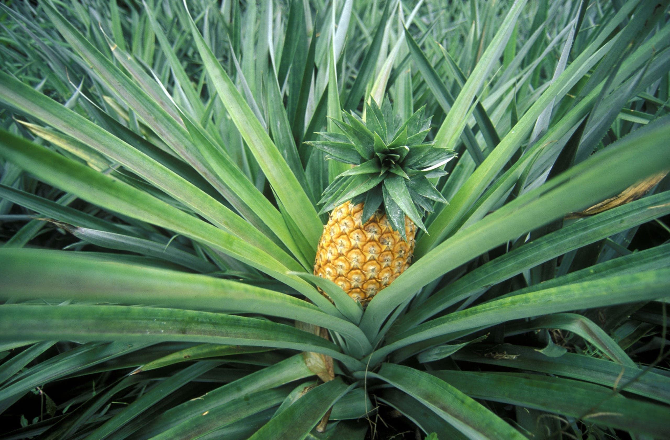 ananas