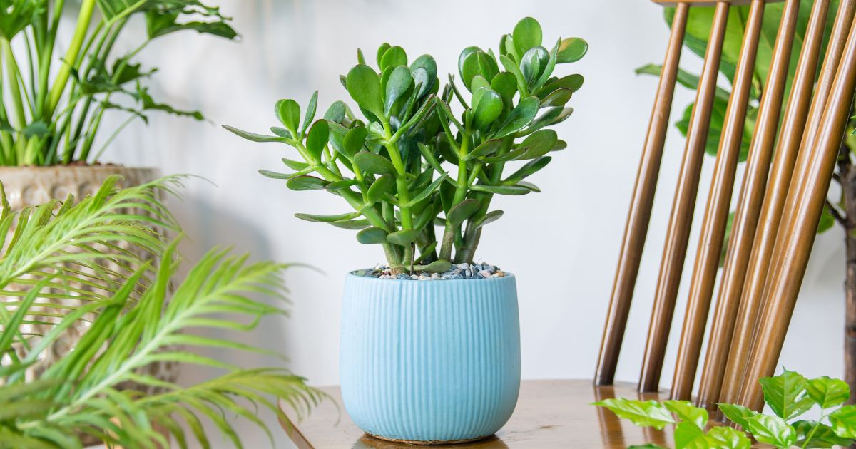 Arbre de jade bien placé dans un intérieur moderne et lumineux