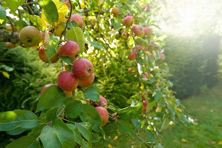 Arbre fruitier 