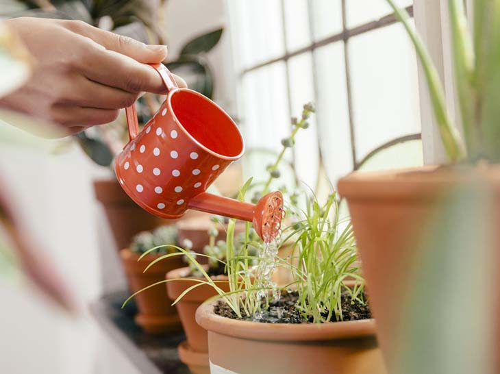 arroser les plantes