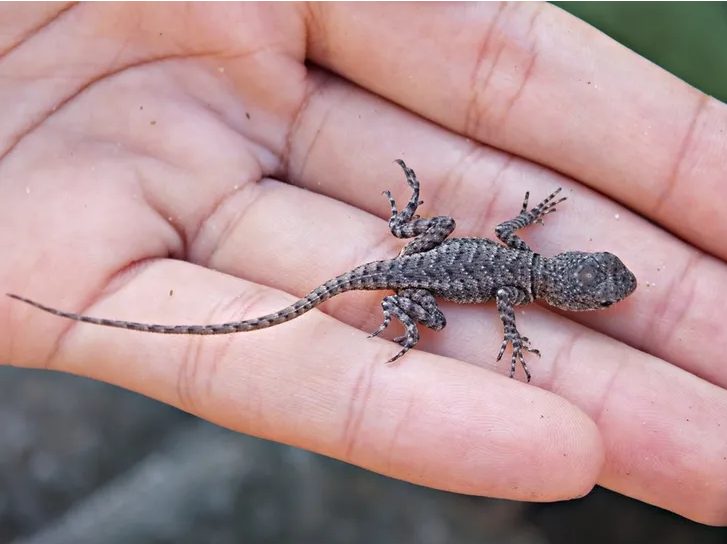 Représentation artistique d'un lézard, symbole d'adaptation et de changement