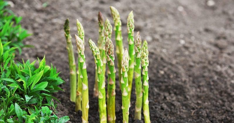 asperge