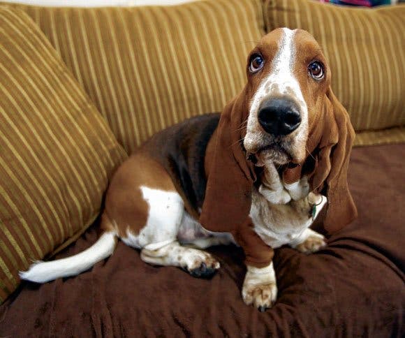 basset