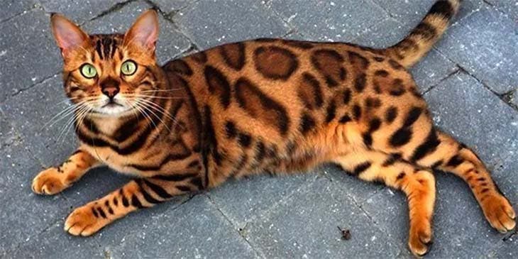 bengal