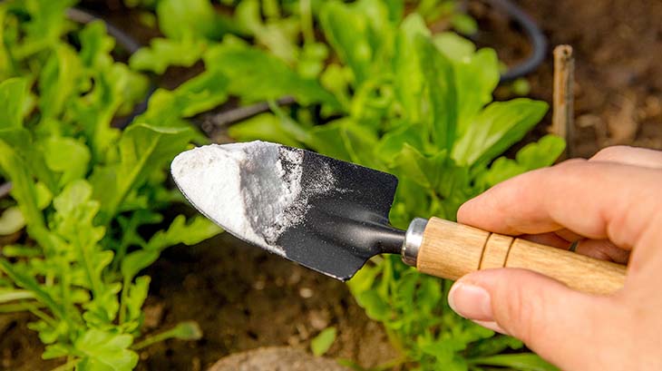 Bicarbonate de soude pour le jardin potager - source : spm