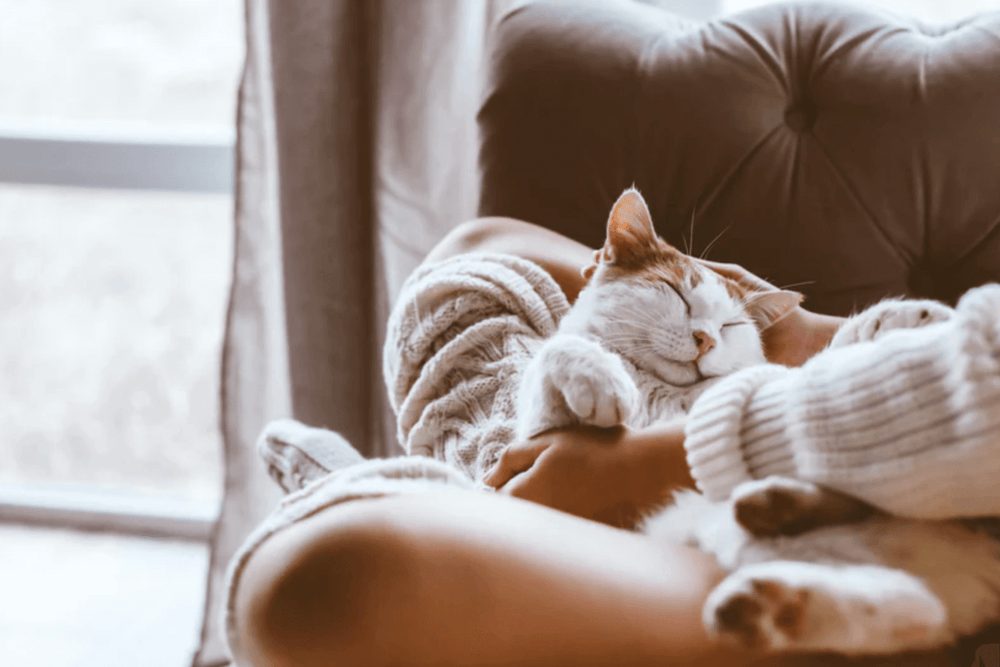 Chat dormant paisiblement sur un lit