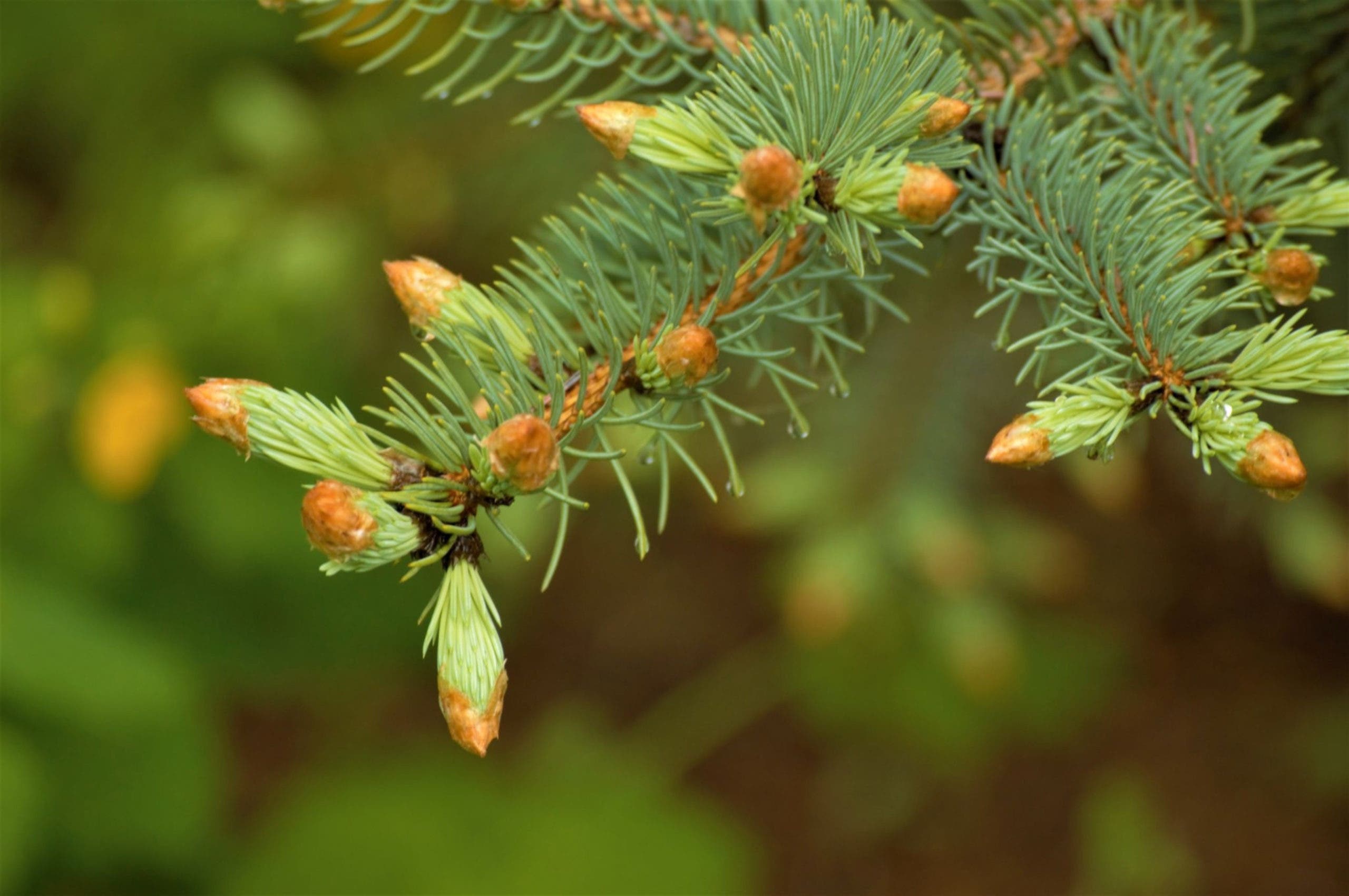 bourgeons pin