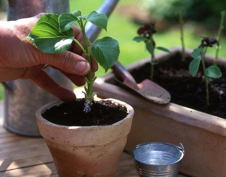 bouture de plantes