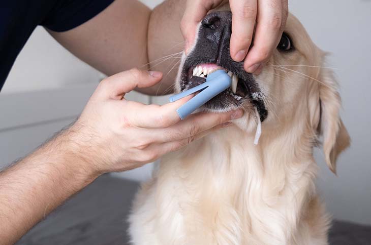 Brosse à dents pour chien 