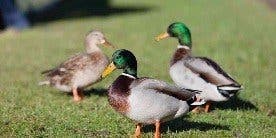 canards