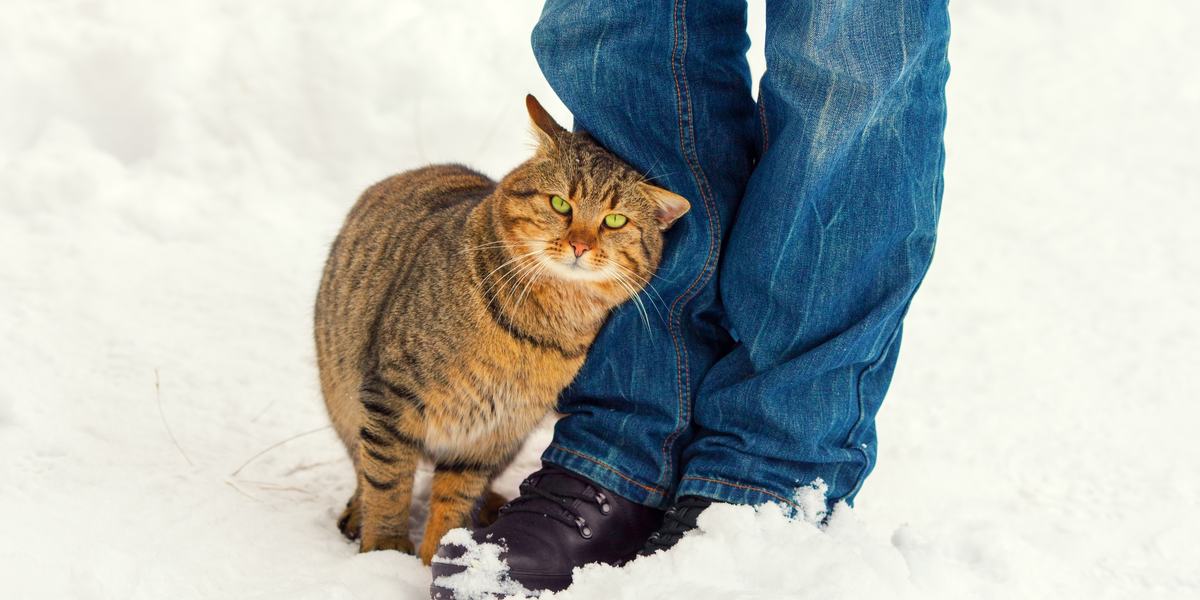 Chat se frottant la tête contre la main de son humain
