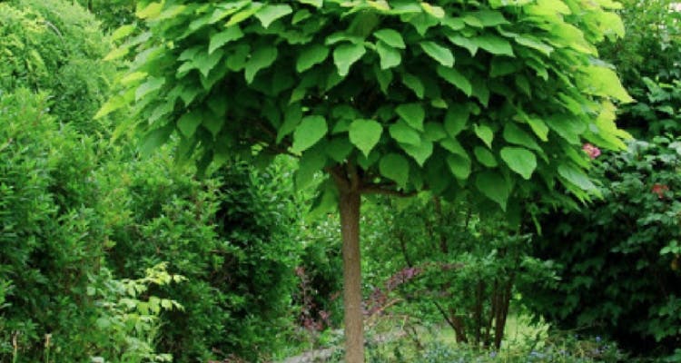 catalpa