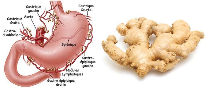 ces-aliments-ressemblent-aux-organes-quils-guerissent-gingembre-estomac