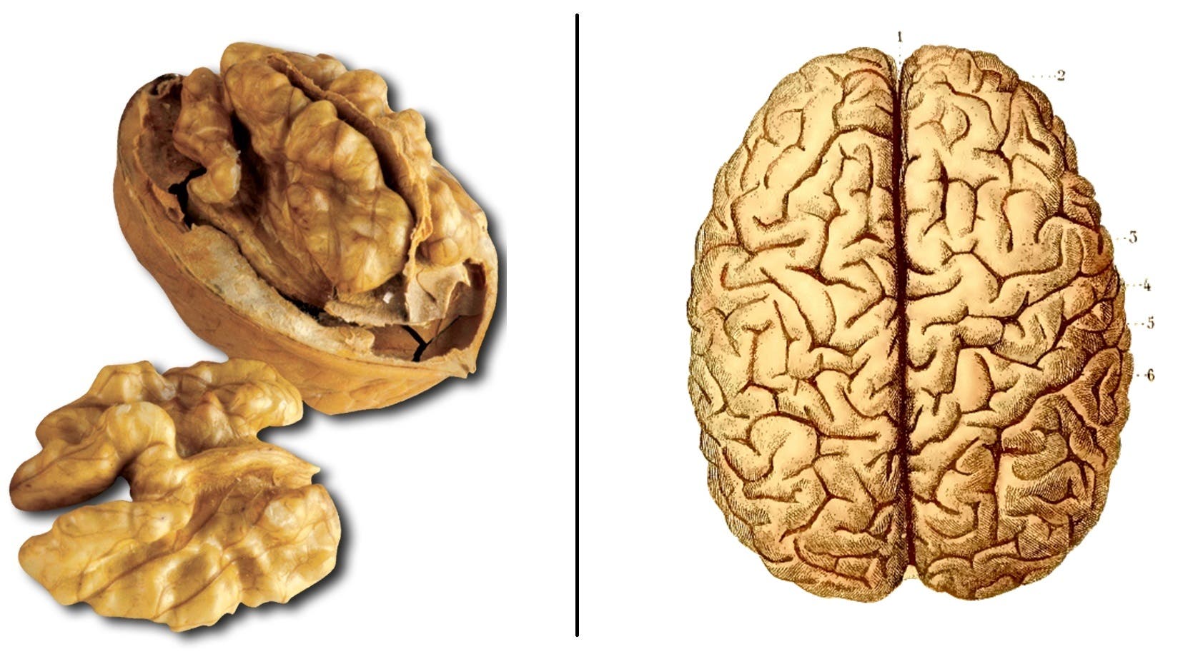 ces-aliments-ressemblent-aux-organes-quils-guerissent-noix-cerveau