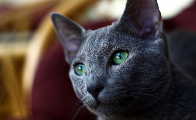 Les chats protègent votre maison