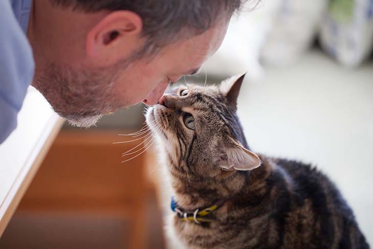 Un chat qui caresse le visage de son compagnon 