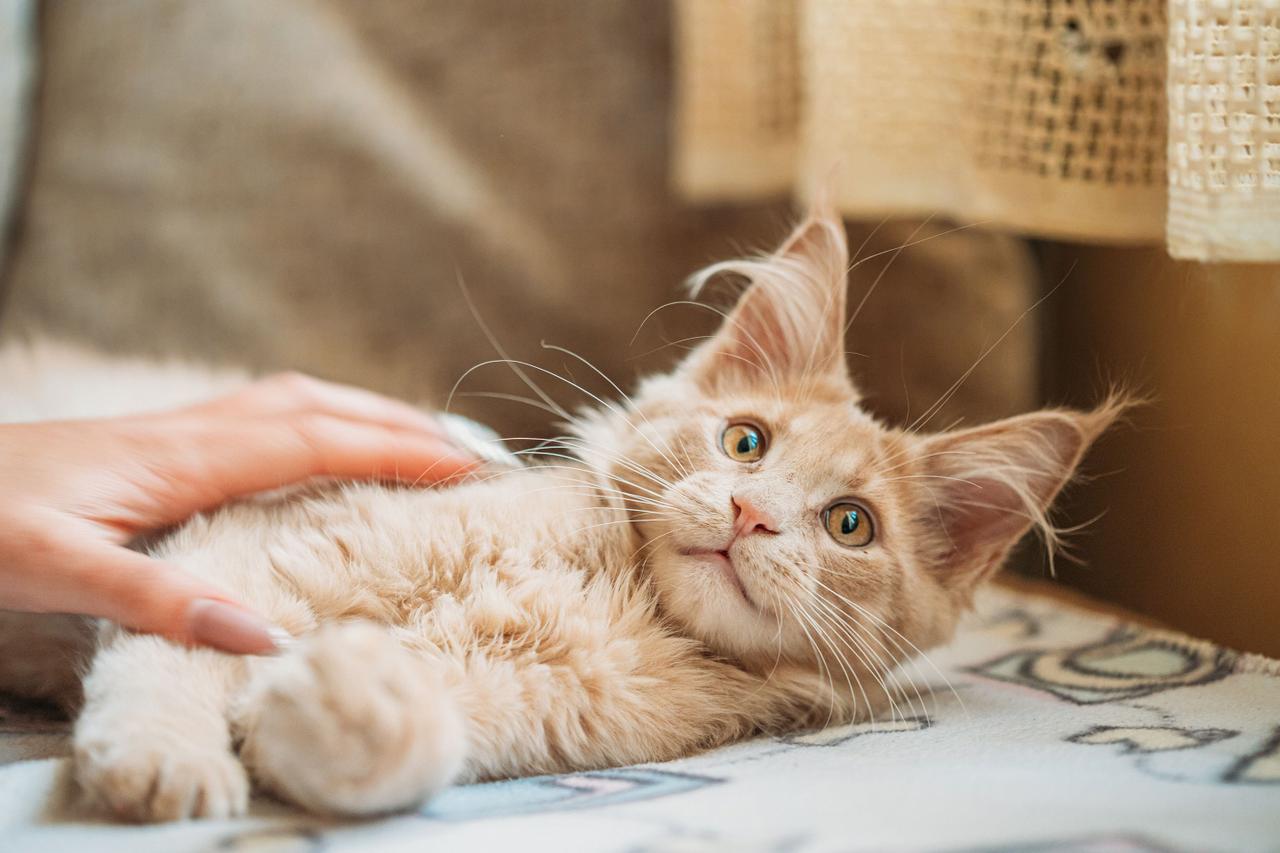 Chat regardant avec assurance et indépendance