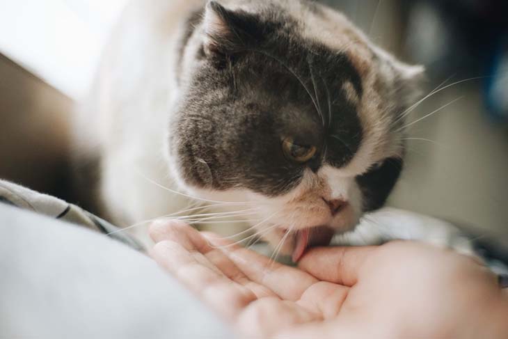 Chat léchant la main d’un humain – source : spm