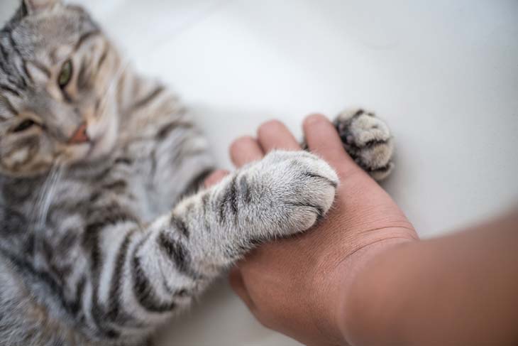 Chat pétrit avec ses pâtes 