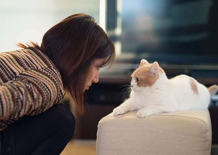 Un chat qui regarde son compagnon 