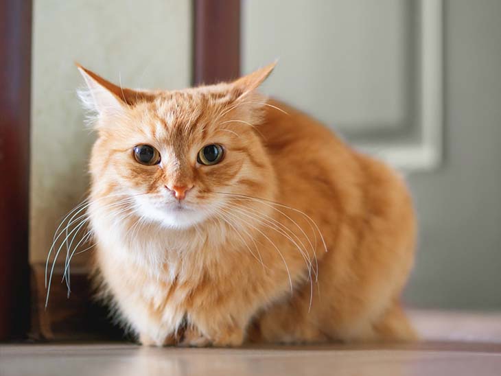 Chat stressé 