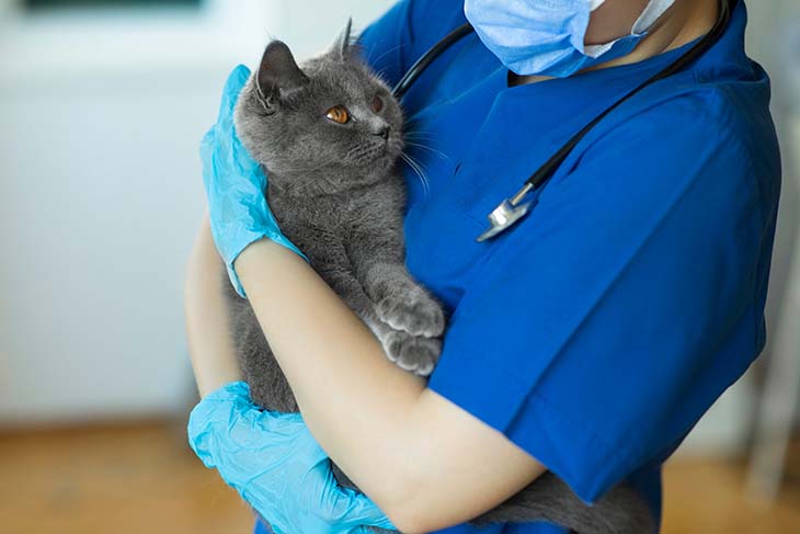 Le chat chez le vétérinaire 