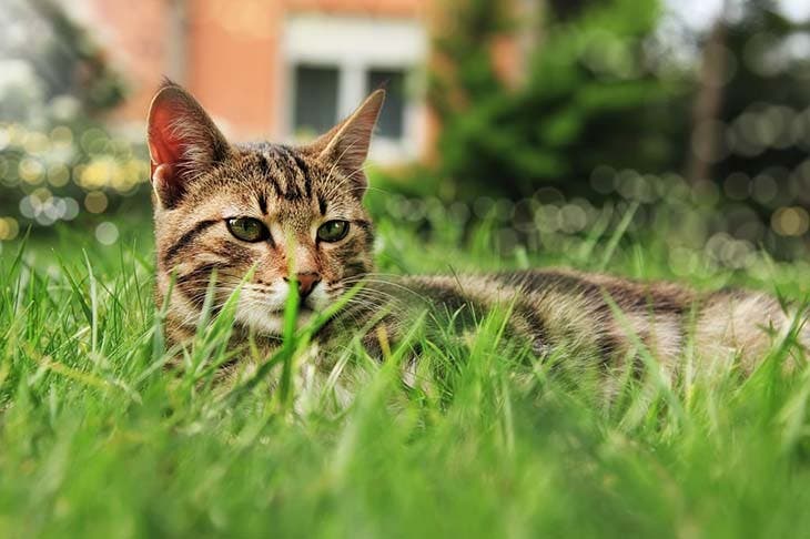 Un chat dans le jardin 