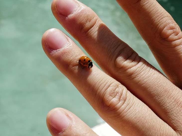 Tenir une coccinelle 