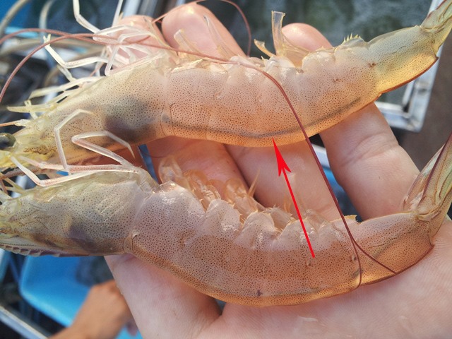 Préparation de crevettes montrant la ligne dorsale