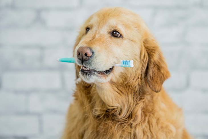 Chien avec brosse à dents 