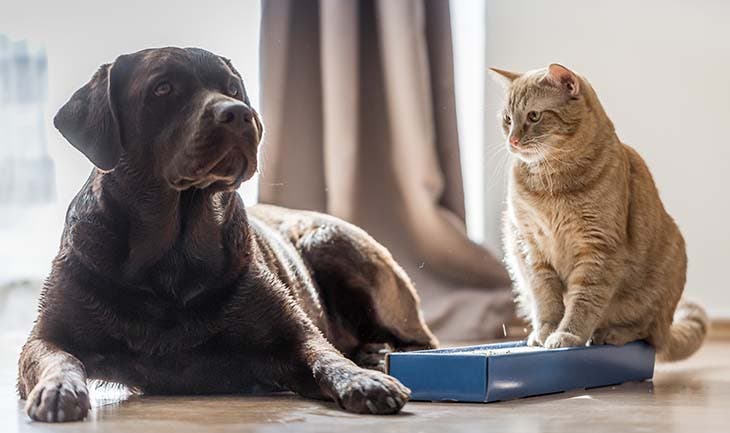 Chat et chien 