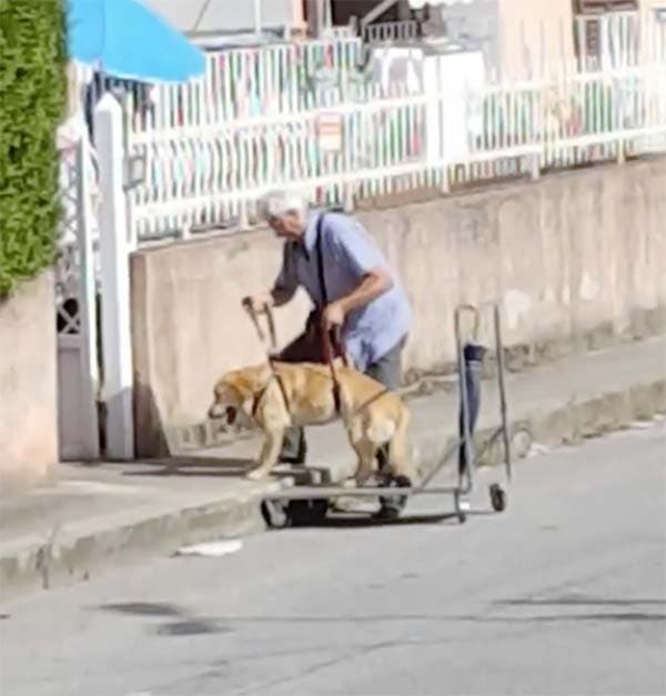 chien handicapé