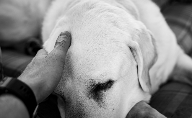 Chien âgé posant sa tête sur les genoux de son maître