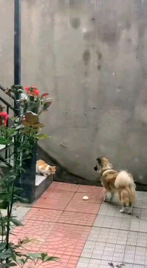 chien partage nourriture avec chat