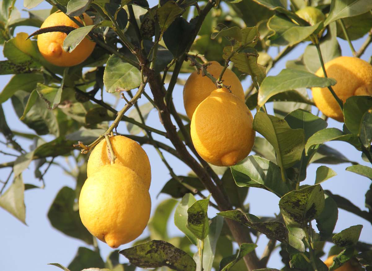 Citronnier en pot avec des citrons