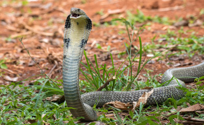 Cobra royal dressé, prêt à frapper