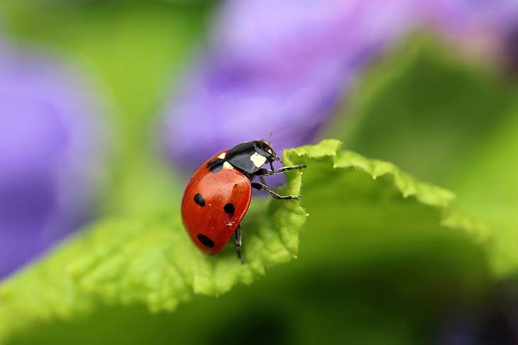 coccinelle