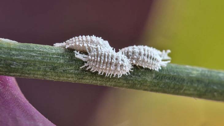 cochenille