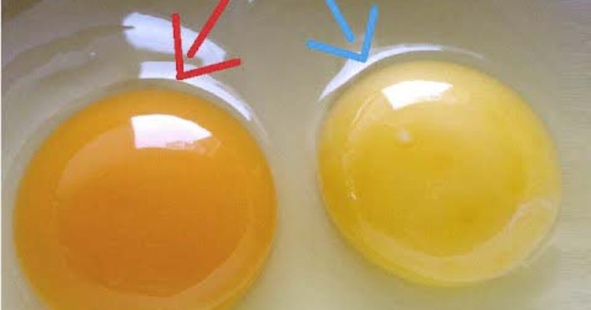 Comment reconnaitre les oeufs d’une poule en bonne santé ?