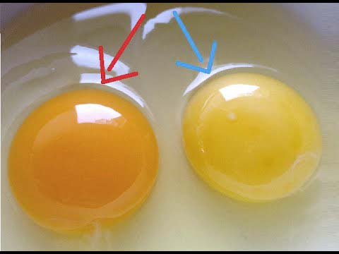 Comment reconnaitre les oeufs d’une poule en bonne santé ?