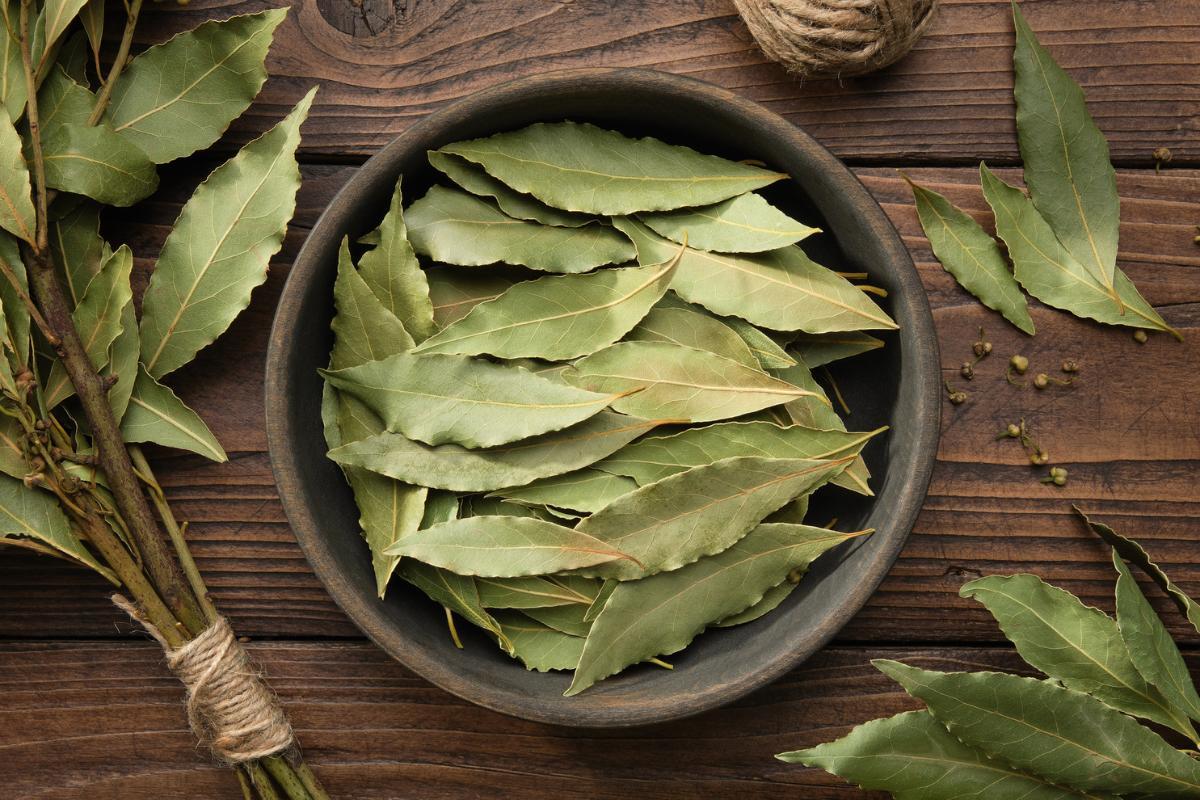 Feuilles de laurier fraîches étalées pour le séchage sur un tissu