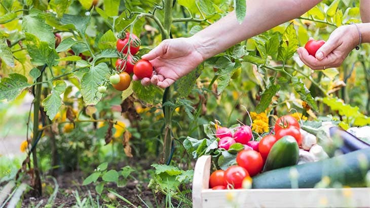 Le compagnonnage des tomates dans le potager - source : spm