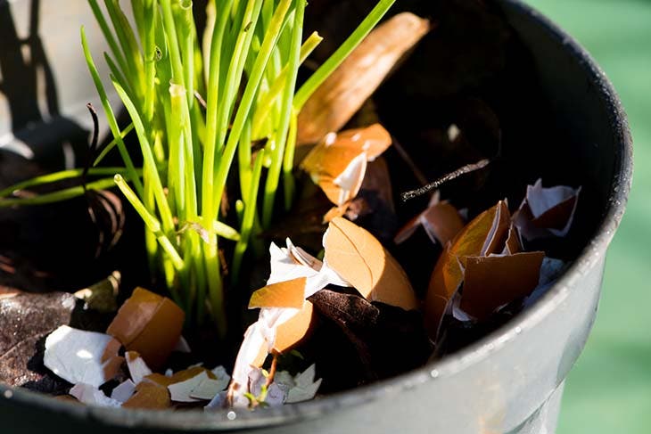 Coquille d’oeufs sur un pot de plantes 