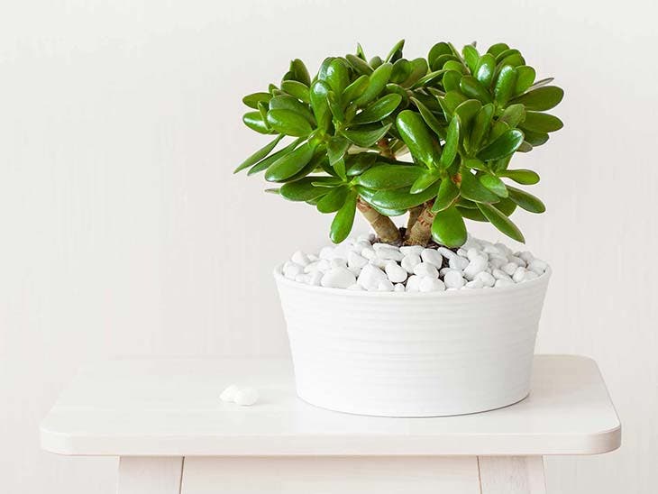 crassula ovata1