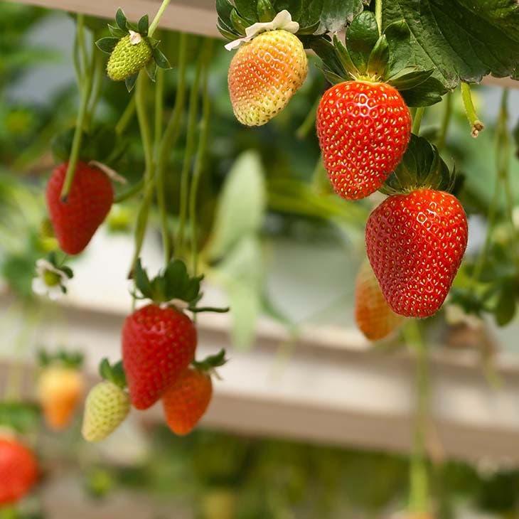 Des plants de fraises hors-sol sous serre - source : spm