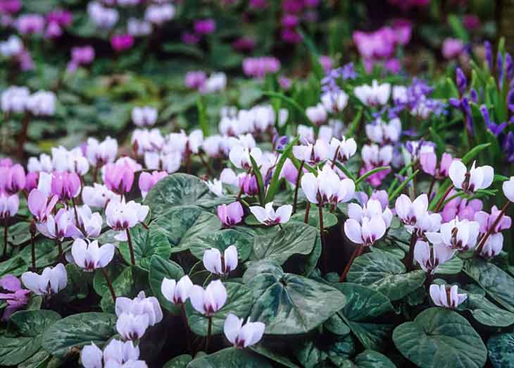 Un cyclamen en extérieur 