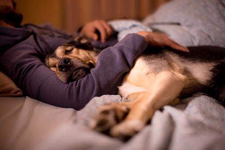 dormir avec son chien