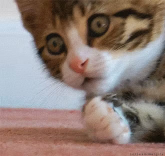 GIF d'une personne ouvrant une boîte à surprises