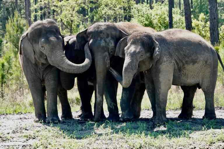 éléphants de cirque1