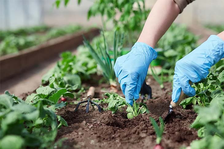 entretenir potager